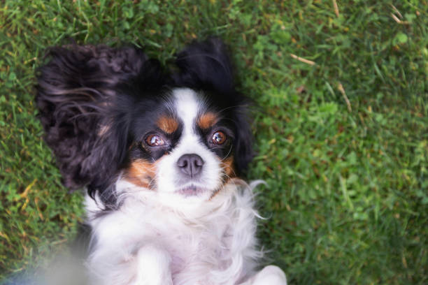 istock Happy dog on the grass 1026787606