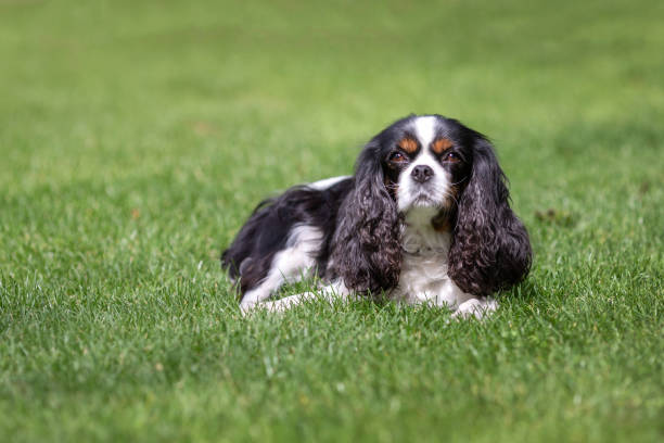 istock Cute dog lying on the grass 1026787614