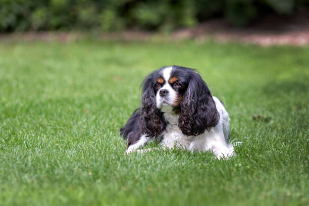 istock Cute dog lying on the grass 1026787642