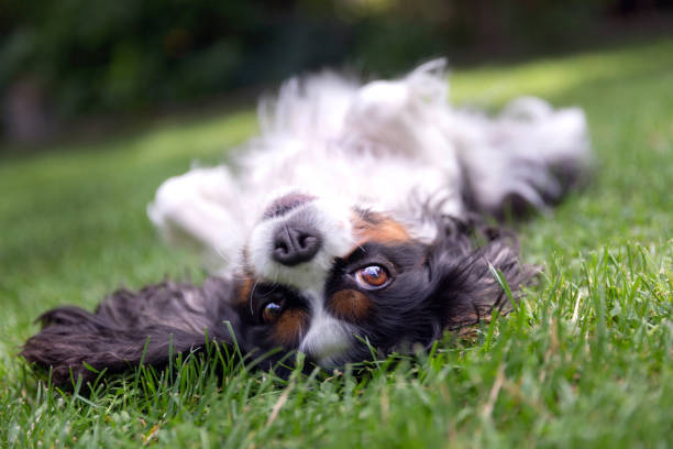 istock Happy dog lying upside down 1026787644