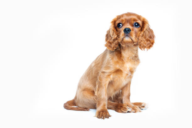 istock Portrait of cavalier spaniel puppy isolated 1026787912
