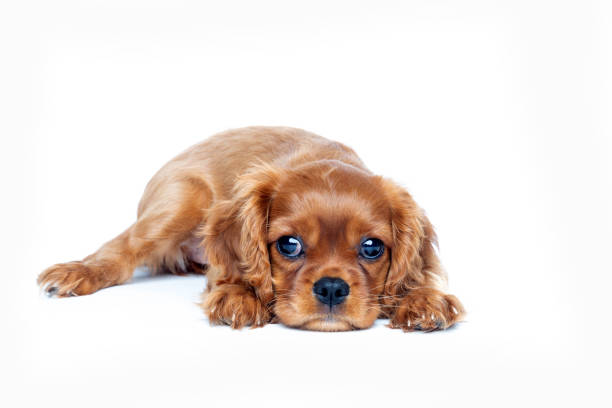 istock Portrait of cavalier spaniel puppy isolated 1026787920