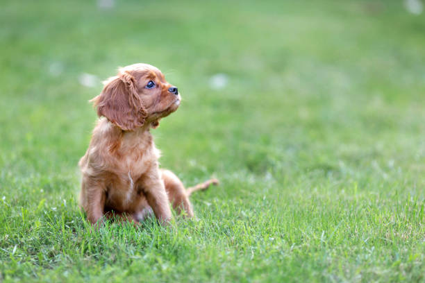 istock Puppy sitting on the grass 1026787996