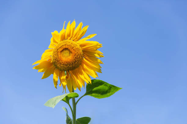 istock Beautiful sunflower on the blue sky 1026788038