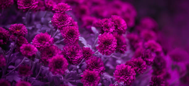 Photo of Purple chrysanthemums, beautiful flowers. Selective soft focus, shallow depth of field, toned image.