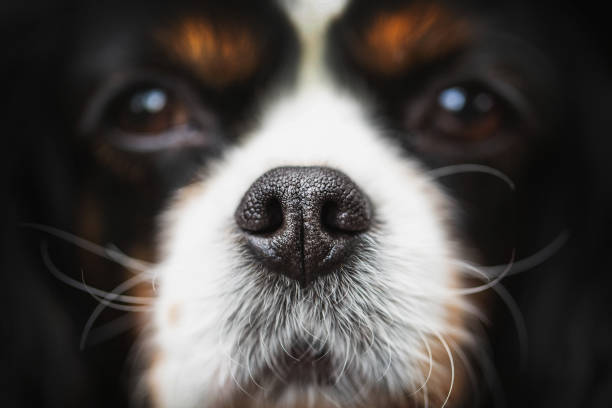 Dog nose closeup