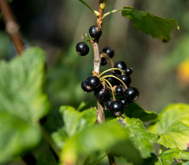 istock fresh and healthy blackurrants 1026788392