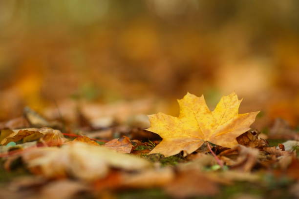 istock Autumn Leaves Background 1026788426