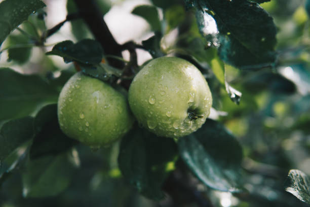 green apples hanging on a tree