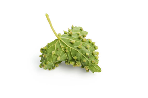 Vineyard problem, Eriophyes (colomerus vitis) Vineyard problem, Eriophyes (colomerus vitis) - Vine leaf on white background showing galls, effect of Grape erineum mite, included clipping path gall mite stock pictures, royalty-free photos & images