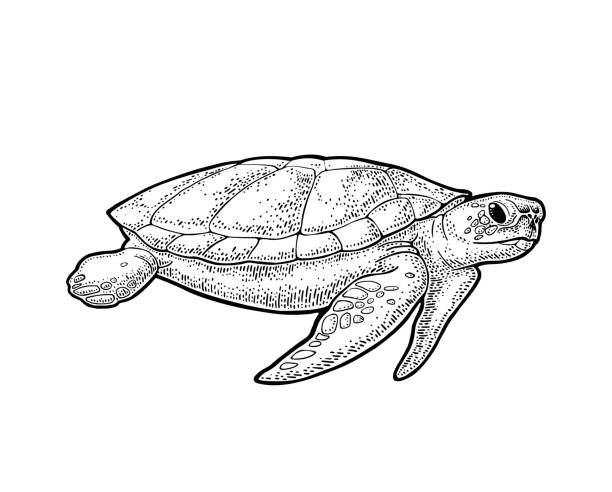 Turtle. Engraving vintage vector black illustration. Isolated on white background. Hand drawn design element for label and poster