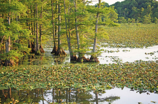 istock Reflection in Reelfoot Lake 1026796952