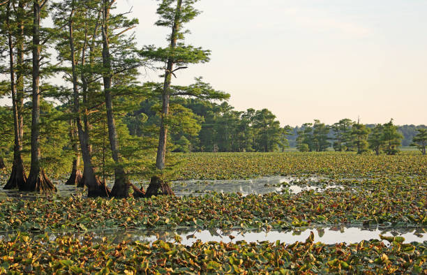 Landscape on Reelfoot Lake Reelfoot Lake State Park, Tennessee reelfoot lake stock pictures, royalty-free photos & images
