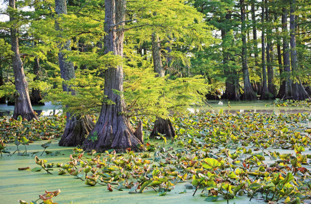 plants in reelfoot lake - reelfoot lake imagens e fotografias de stock