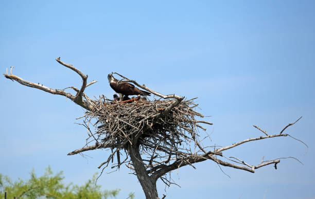 istock Osprey family 1026798306