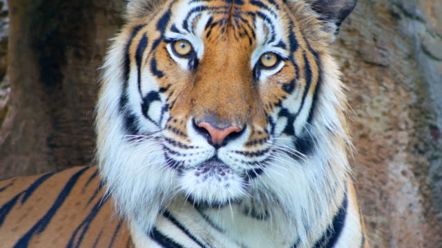 Tiger looking at camera close-up