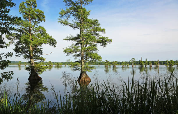 cypress trees - reelfoot lake imagens e fotografias de stock