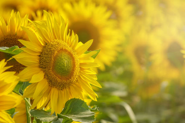 istock Sunflower field at sunset close up isolated 1026803094