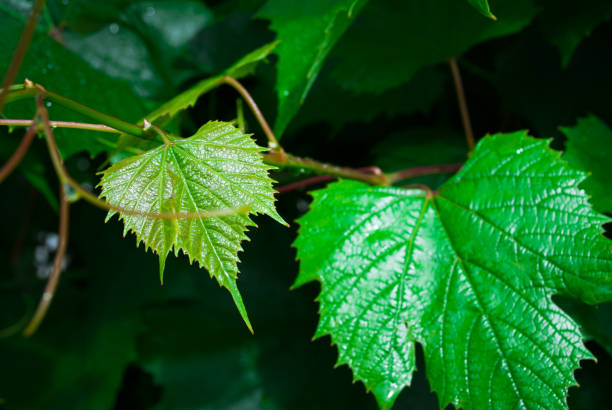 istock Green grape leaves background. Foliage of wine 1026806260