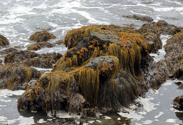 istock Moss, algae and seaweed on a large rock in the shallow waters 1026806694