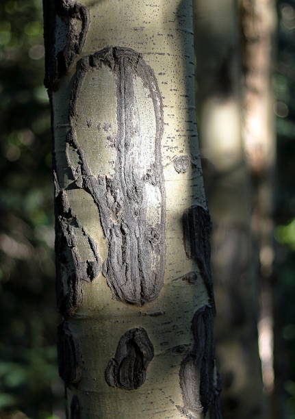 istock Aspen tree trunk with bark and knots. 1026807182