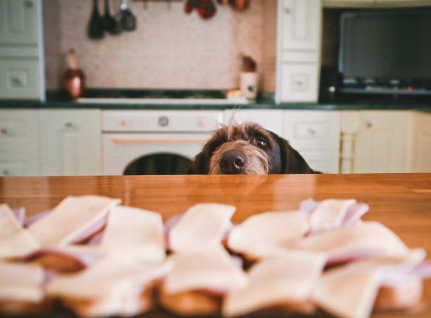 istock dog kitchen sandwich view hypnosis upbringing eat 1026810404