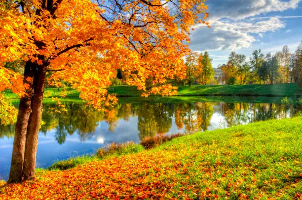 Photo of Golden fall (mellow autumn) in Pavlovsky park, Pavlovsk, Saint Petersburg, Russia