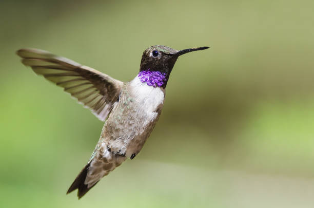 istock Black-Chinned Hummingbird with Throat Aglow While Hovering in Flight 1026811290