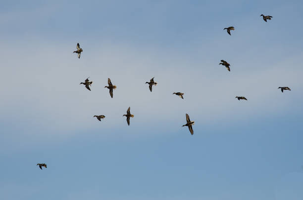 istock Flock of Mallard Ducks Flying in a Blue Sky 1026811450