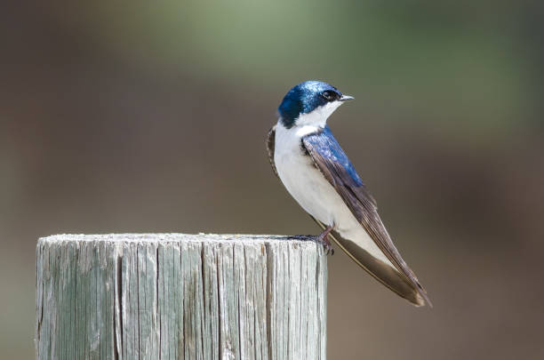 istock Spunky Little Tree Swallow Perched atop a Weathered Wooden Post 1026811466