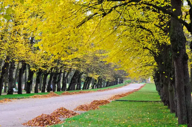Alley of lime trees in Pavlovsky park in autumn, Pavlovsk, St. Petersburg, Russia