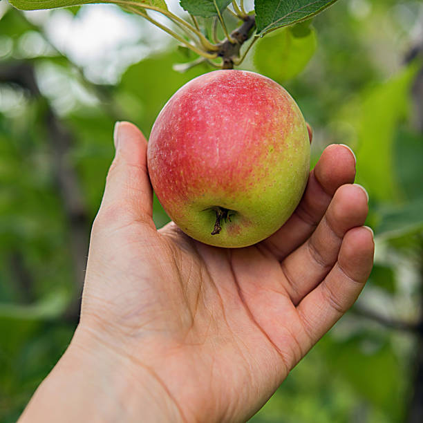 istock Ripe apple in farmer's hand 1026811810