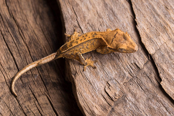 istock Baby crested gecko on natural wood background 1026817098