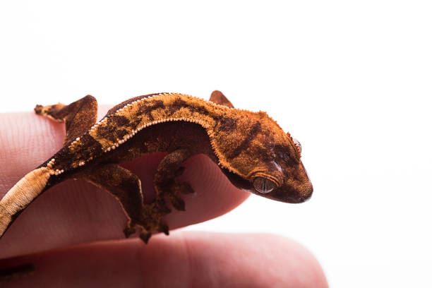 istock Newborn crested gecko on hand isolated white background 1026817106