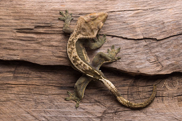 istock Male crested gecko on natural wood background 1026817108