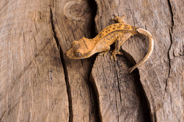 baby crested gecko on natural wood background - gecko animal night wildlife imagens e fotografias de stock