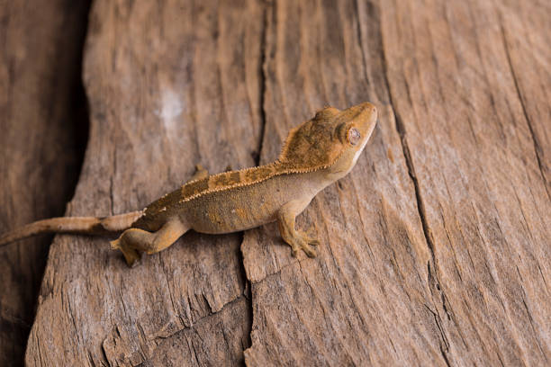 istock Baby crested gecko on natural wood background 1026817114