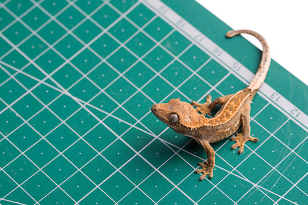 Newborn Correlophus ciliatus