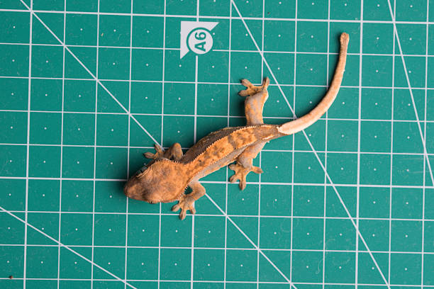 istock Newborn crested gecko on green background 1026817152