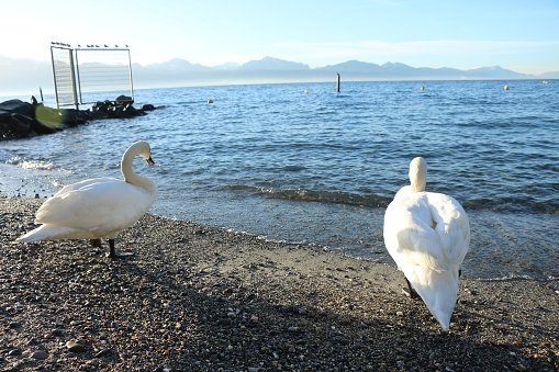 Swans at Lac Leman, Lausanne