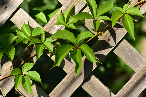 Virginia Creeper Clinging on Lattice Fence