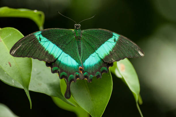 istock green and blue butterfly on leaf in a tropical green house 1026828056