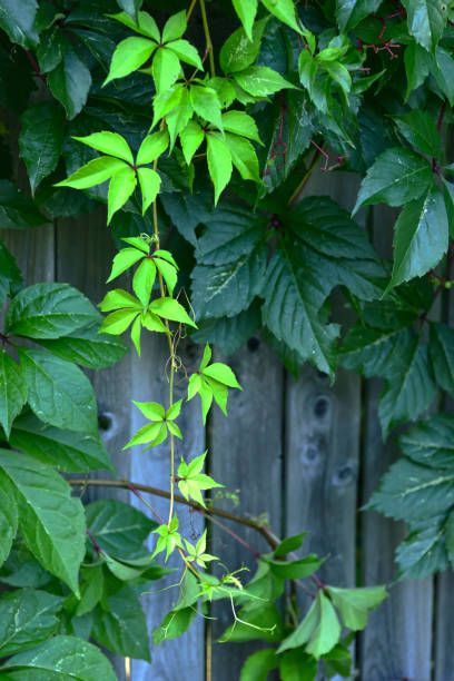 istock New Leaves on Virginia Creeper 1026831164
