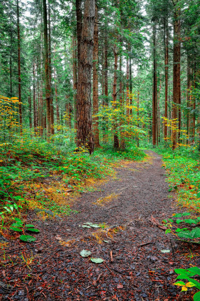 istock spirit of freshness in Pine forest 1026831434