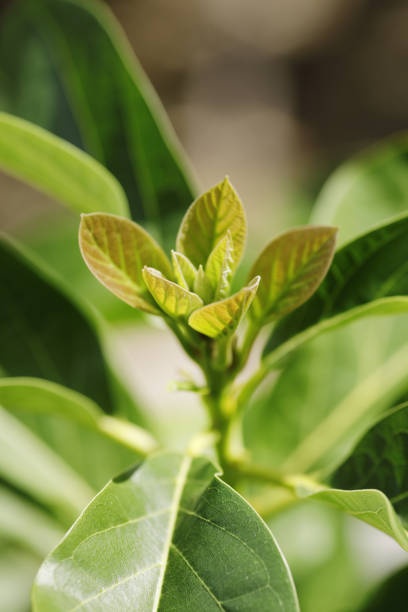 Close-up of bright green leaves