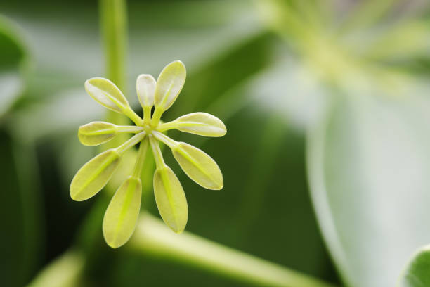 istock Close-up of bright green leaf 1026834056