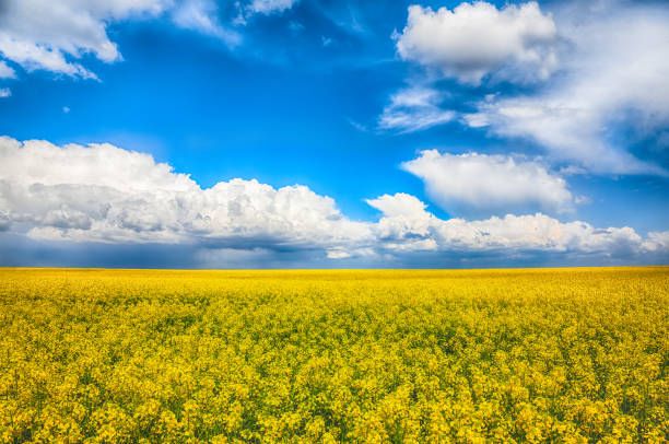 istock Flowering field of colza outdoors in spring 1026834554