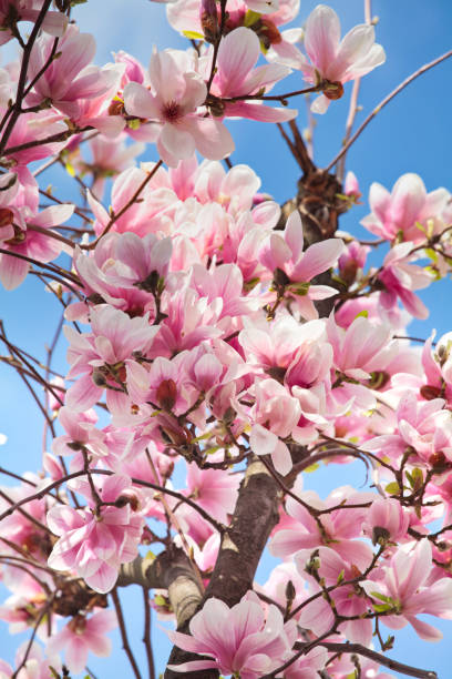istock Pink magnolias in sunlight 1026837790