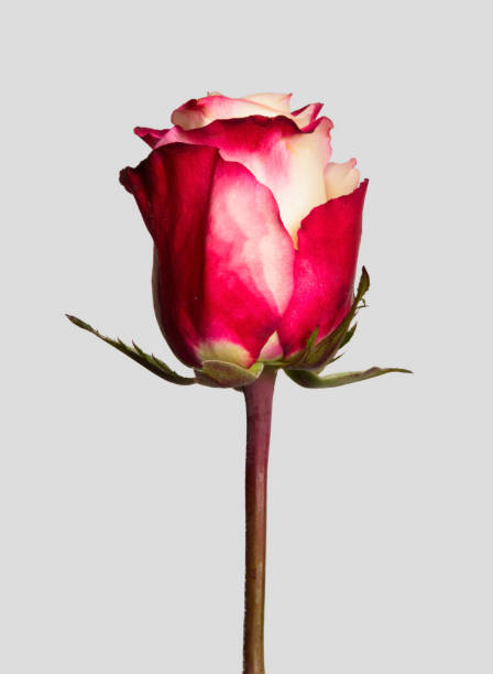 Rose Two-Tone Flower - Free photo on Pixabay