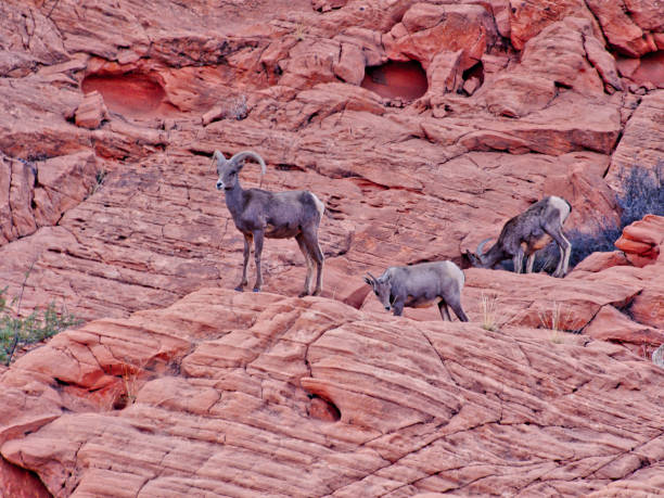 istock Mountaim goats in Valley of Fire 1026837956